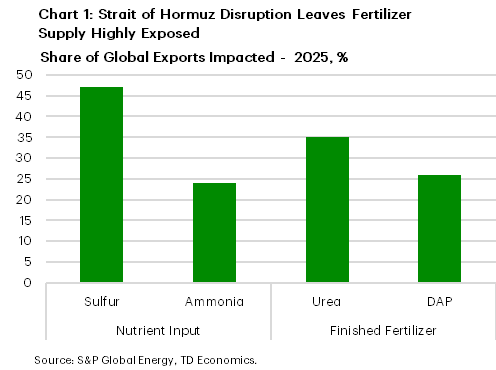 Chart 1 is a bar chart shows the share of global fertilizer exports potentially affected by a disruption to the Strait of Hormuz based on data from 2025. The vertical axis shows the share of global exports, in percent, ranging from 0 to 50 percent, and the horizontal axis groups products into nutrient inputs and finished fertilizers. Among nutrient inputs, sulfur has the highest exposure at roughly 47 percent of global exports, while ammonia exposure is lower at about 24 percent. Among finished fertilizers, urea exposure is approximately 35 percent, and diammonium phosphate (DAP) exposure is about 26 percent. Overall, sulfur and urea show the greatest exposure to a potential Strait of Hormuz disruption.