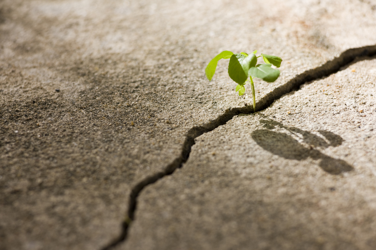 Building Optimism - Plant growing through sidewalk crack