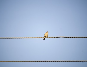 The Federal Reserve: A Bird on the Wire